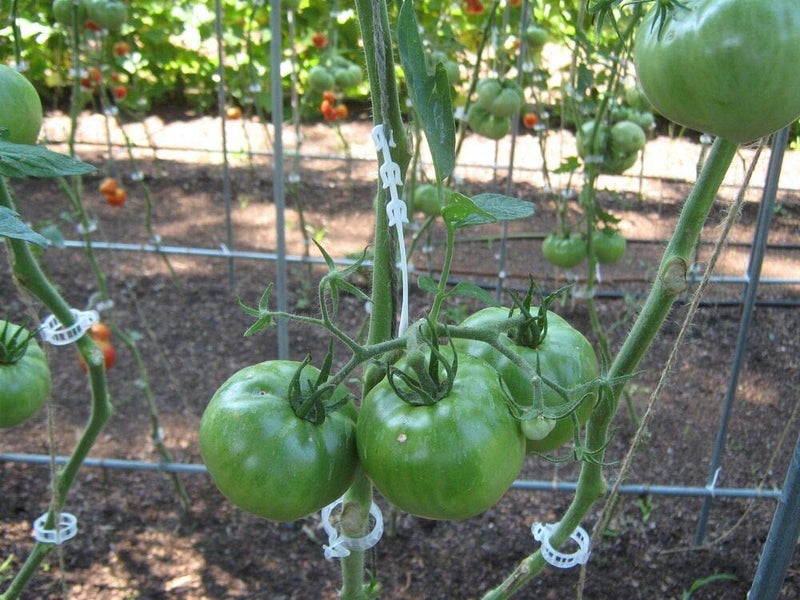 MIHEY 300 Pcs Tomato Trellis Clips, Tomato Vine Clips, Plant Support Garden Clips for Vine Vegetables to Grow Upright and Healthier - Image 2